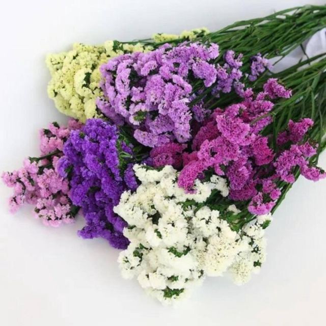 Статица